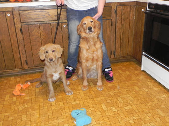 medium size golden retriever