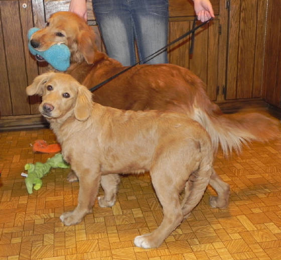 comfort retriever for sale near me