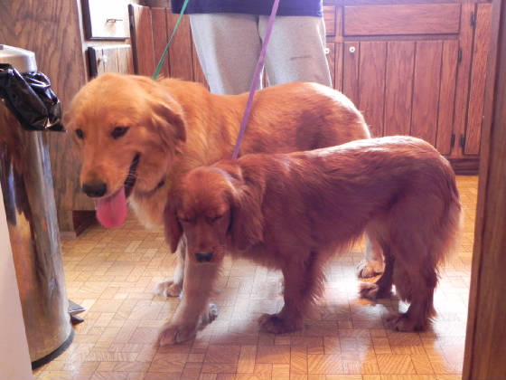 medium size golden retriever