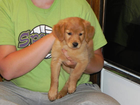 golden retrievers for sale in ontario miniature golden retriever puppies for sale ontario dogs our friends photo golden retrievers for sale in ontario miniature golden retriever puppies for sale ontario dogs our friends photo