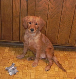 arizona golden retrievers mini golden retriever arizona merry photo arizona golden retrievers mini golden retriever arizona merry photo